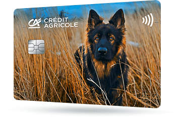 CA264 – Karta Credit Agricole z grafiką owczarka niemieckiego w zbożu